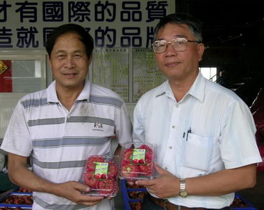 蓮霧外銷新加坡 蔡順得忙集貨(圖)