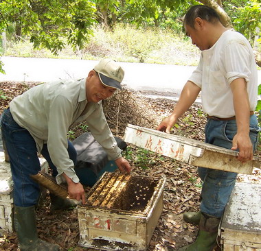 屏東版「犀利哥」養蜂專家陳生章(圖)
