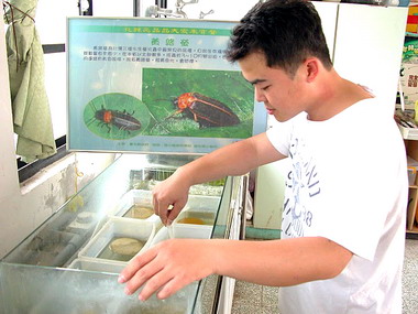 建安國小復育螢火蟲克服養殖技術(圖)