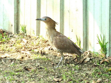 中興新村成了黑冠麻鷺的棲息地(圖)