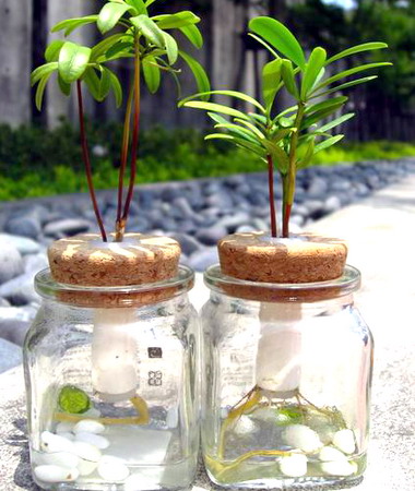 台灣栽研倡導無污染節能低成本環境(圖)