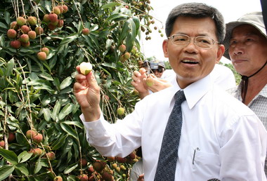 玉荷包荔枝初登場邀民眾嚐鮮(圖)