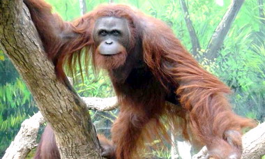 竹市無菸動物園票選活動展開(圖)