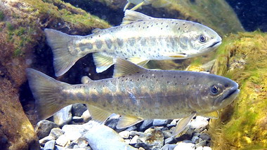 環山小小巡守隊保護國寶魚(圖)