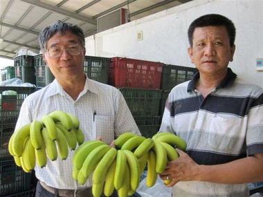 香蕉營養價值高 常吃保健康(圖)