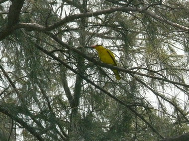 保育瀕臨絕種鳥類黃鸝派員監視保護(圖)