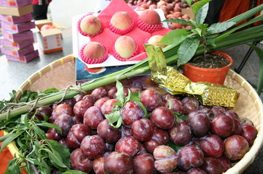 桃源鄉布農射耳祭週六登場(圖)