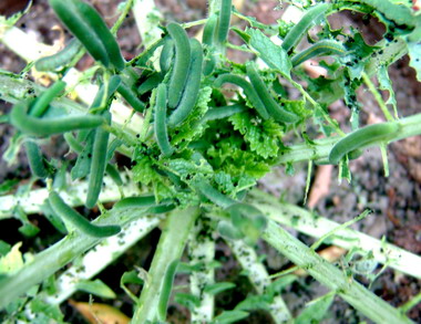 集集農會28日辦性費洛蒙防治害蟲講習(圖)