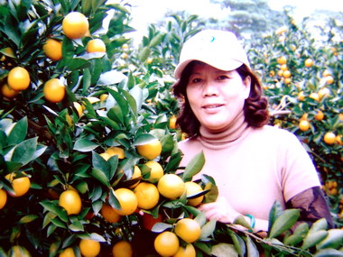 議員關心中寮柳丁產銷 李朝卿：一直很用心(圖)