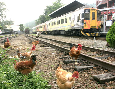 土雞鐵軌旁覓食都市遊客驚奇(圖)