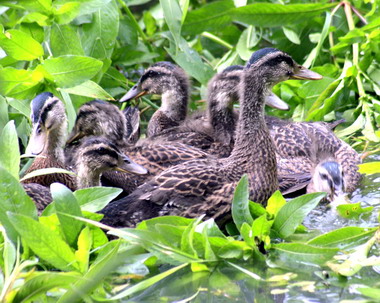 首批人工孵化綠頭鴨今野放生態池(圖)