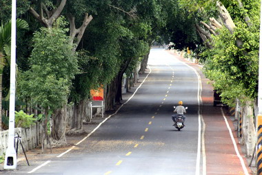 集集環山路老樹枯死莊瑞麟：補種樟樹(圖)