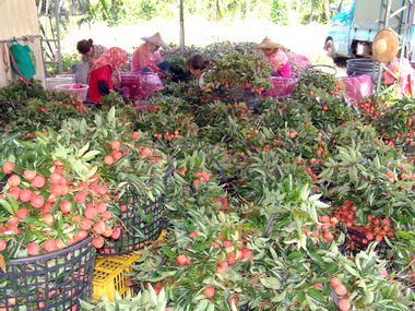 縣府18日起辦南投荔枝 鳳梨促銷週(圖)