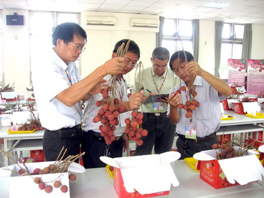 中縣優質荔枝果品評鑑太平成績佳(圖)