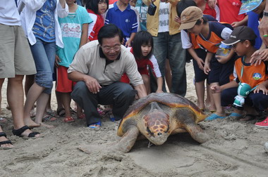 野放綠蠵龜 重回大海的懷抱(圖)