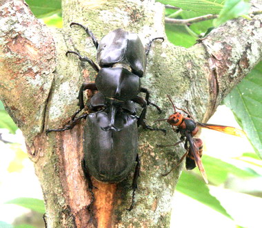 南投縣集集飛鳳山 自然生態豐富(圖)