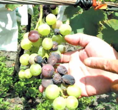 卓蘭葡萄陸續染病果實萎縮損失慘重(圖)