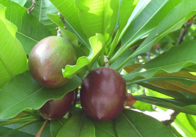 海檬果有毒 民眾勿食用(圖)