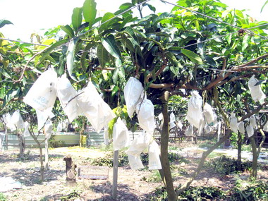 緬甸金蜜芒果接種台灣土芒果成功(圖)