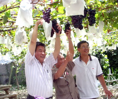 全國夏季葡萄果品評鑑競賽(圖)