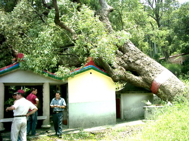 集集有應公祠遭樟樹壓毀(圖)