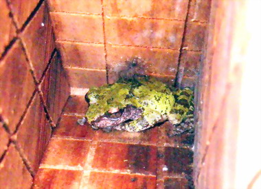 雪見蝙蝠屋驚見樹蛙入住(圖)