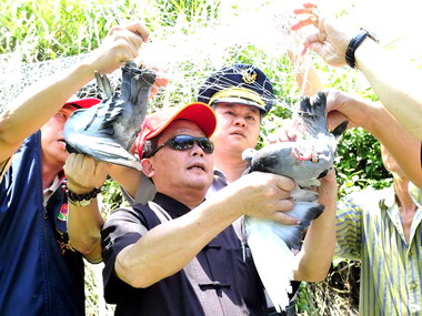 苗栗警方掃蕩網鴿集團創造無障礙天空(圖)