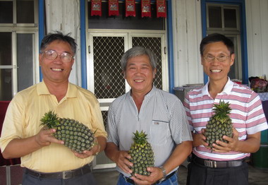 金鑽鳳梨高樹銀獅農莊全台唯一經濟生產(圖)