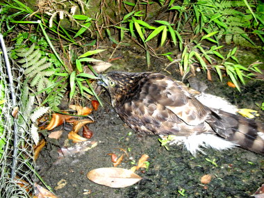 鳳頭蒼鷹疑似誤食藥物跌落民宅旁(圖)