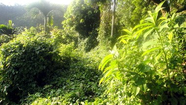 林管處9月辦小花蔓澤蘭收購(圖)