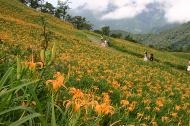 2010金針花季台東邀約全國鄉親逗熱鬧(圖)
