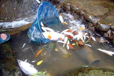 新社白冷圳灌溉渠遭污染大量魚兒暴斃(圖)