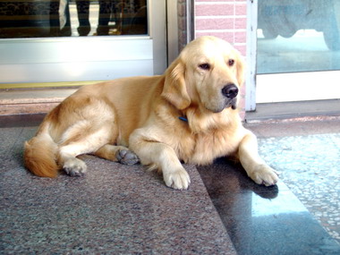 狂犬病疫苗施打9月15日至10月28日止(圖)