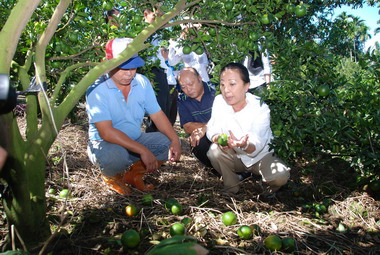 張花冠視察凡那比颱風農損情形(圖)