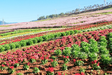 台北花博開展 南投縣將進行觀摩交流(圖)