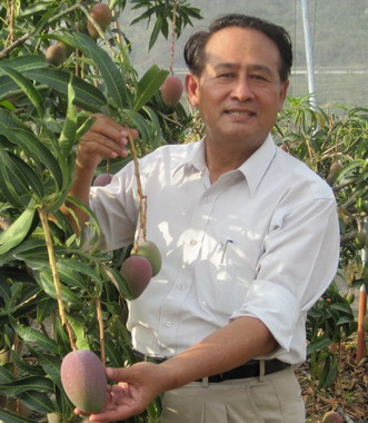 屏東愛文芒果外銷日本數量冠全台(圖)