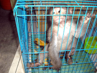 農民拾獲台灣獼猴保育人員帶回安置(圖)