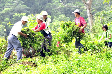 苗栗收購小花蔓澤蘭加碼5元(圖)