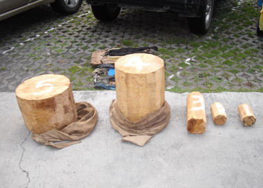 嫌犯信義鄉林班地竊取紅檜木闖關時落網(圖)