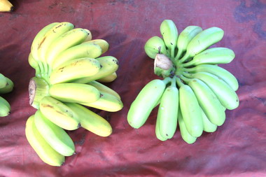 怕鬼香蕉  一斤可以賣500元(圖)