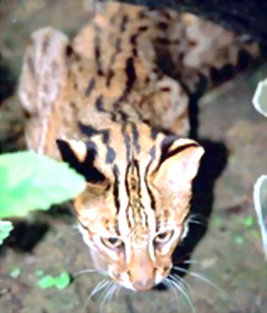 苗50線拓寬建設使石虎走上滅絕之路？(圖)