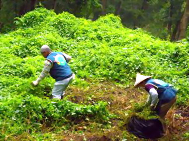 苗栗攜手護家園共除小花蔓澤蘭(圖)