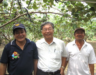 高樹第一名雪蜜棗 12月上旬就上市(圖)