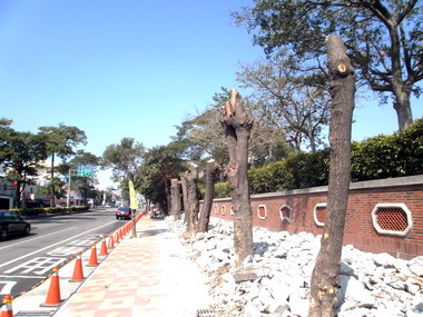 大雅大華國中旁路樹被砍成光禿禿(圖)