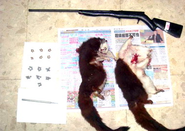 獵人槍斃白面鼯鼠遭警查獲(圖)