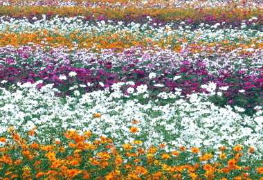 高雄橋頭開辦「花田喜事‧采風橋頭」活動(圖)