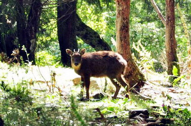 丹大野生動物管理站7日成立(圖)