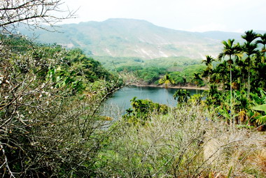 九份二山梅花即將盛開(圖)