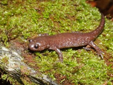 雪霸國家公園「觀霧遊客中心」封閉整修(圖)
