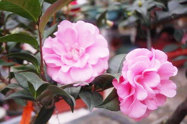 中縣茶花季登場 石岡鄉湧椿茶花園賞花(圖)